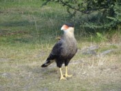 Kuifcaracara